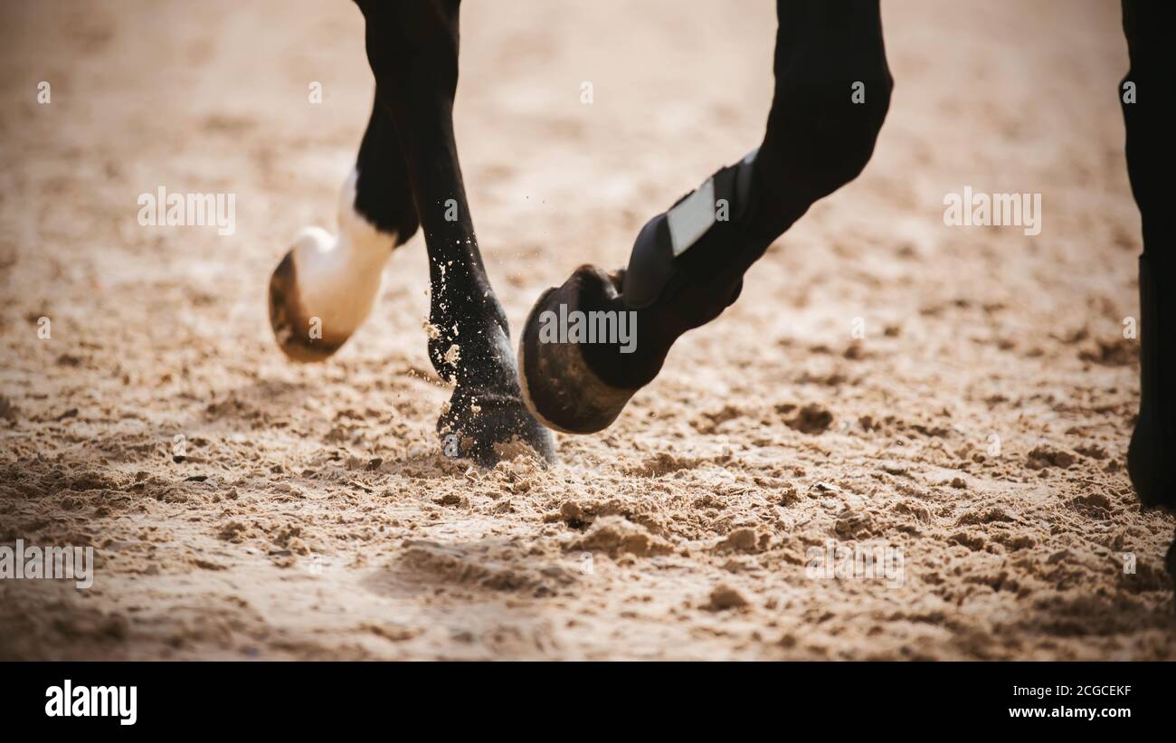 Die Beine eines schwarzen anmutigen Pferdes, das schnell durch die sandige Arena läuft und den Staub mit seinen Hufen, vom Licht erleuchtet, aufzieht. Stockfoto