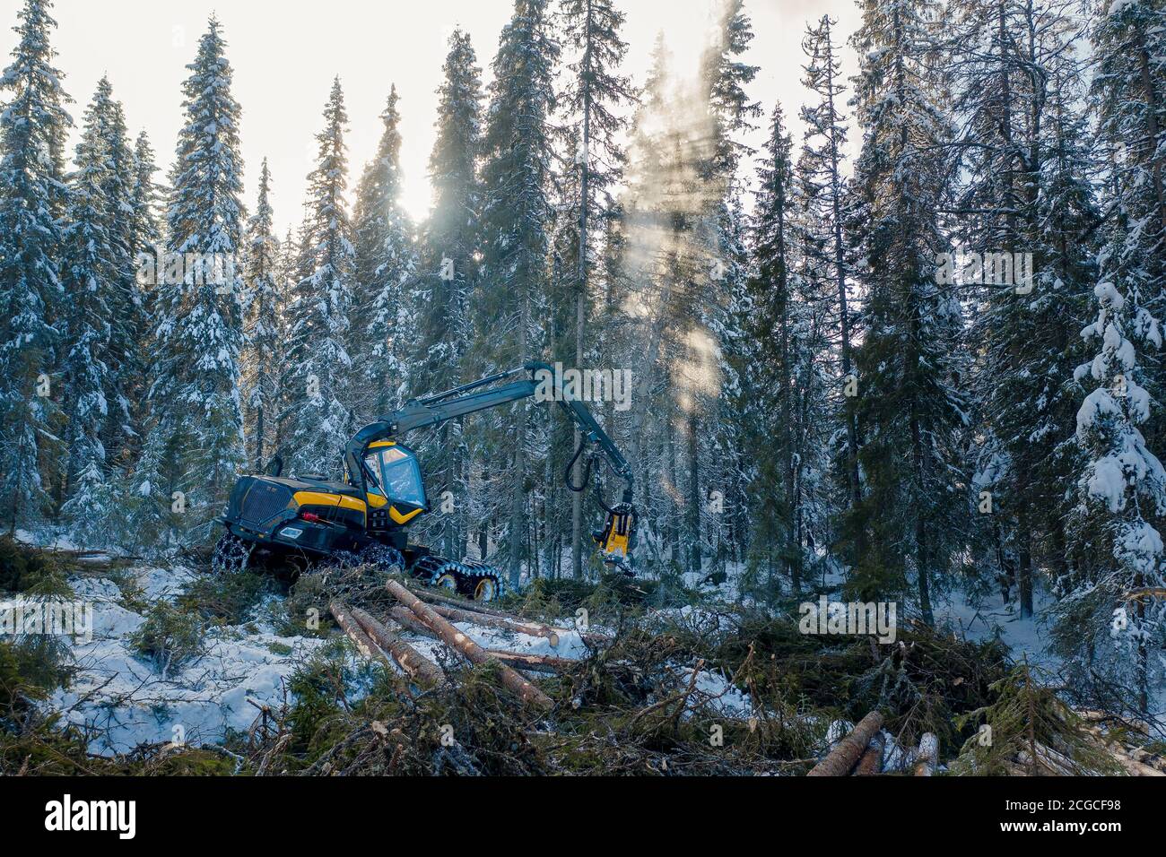 Nachhaltige europäische Fichtenholzernte in Norwegen im Winter mit schweren Maschinen im Schnee, Drohne von oben geschossen Stockfoto