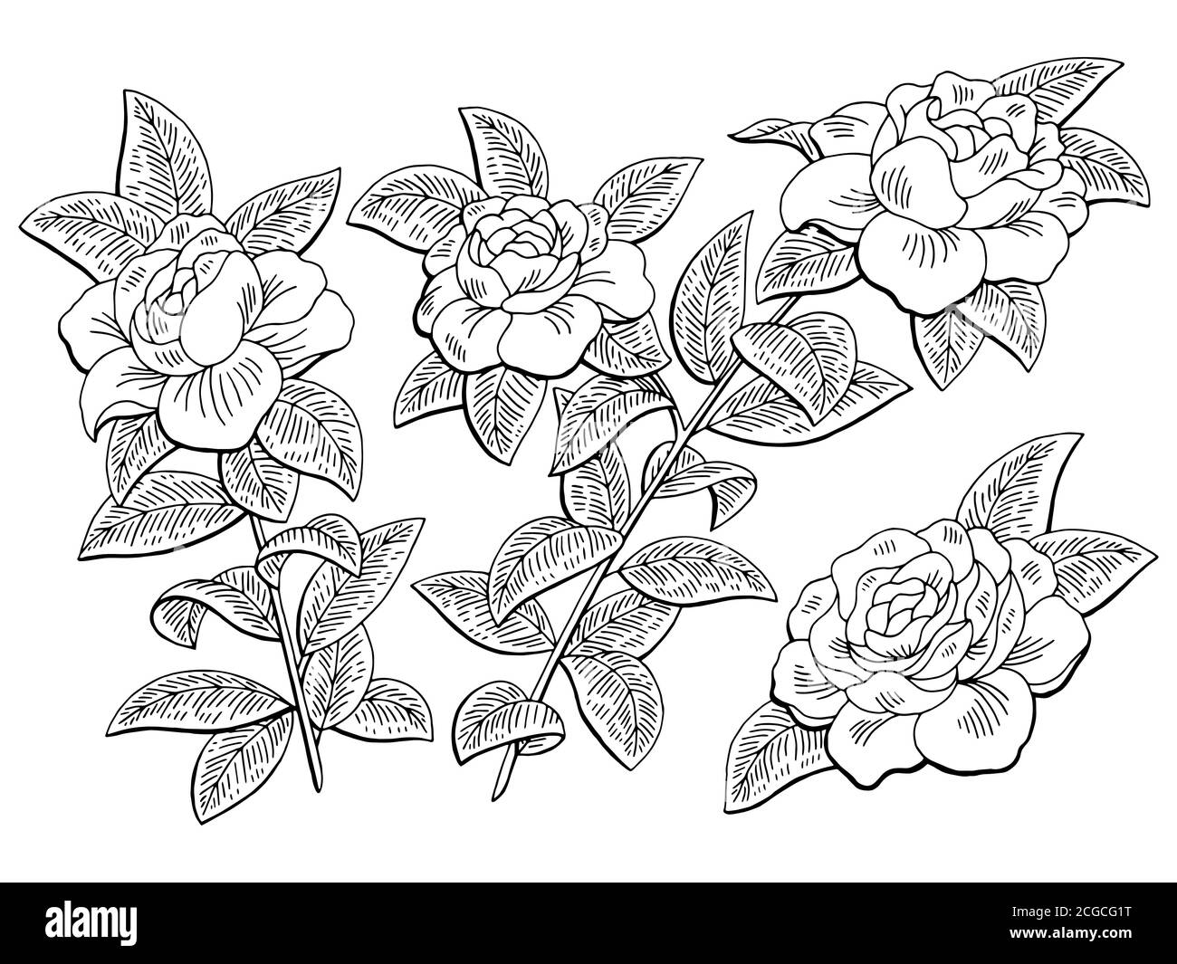 Gardenia Blume Zweig Grafik schwarz weiß isoliert Skizze Illustration Vektor Stock Vektor