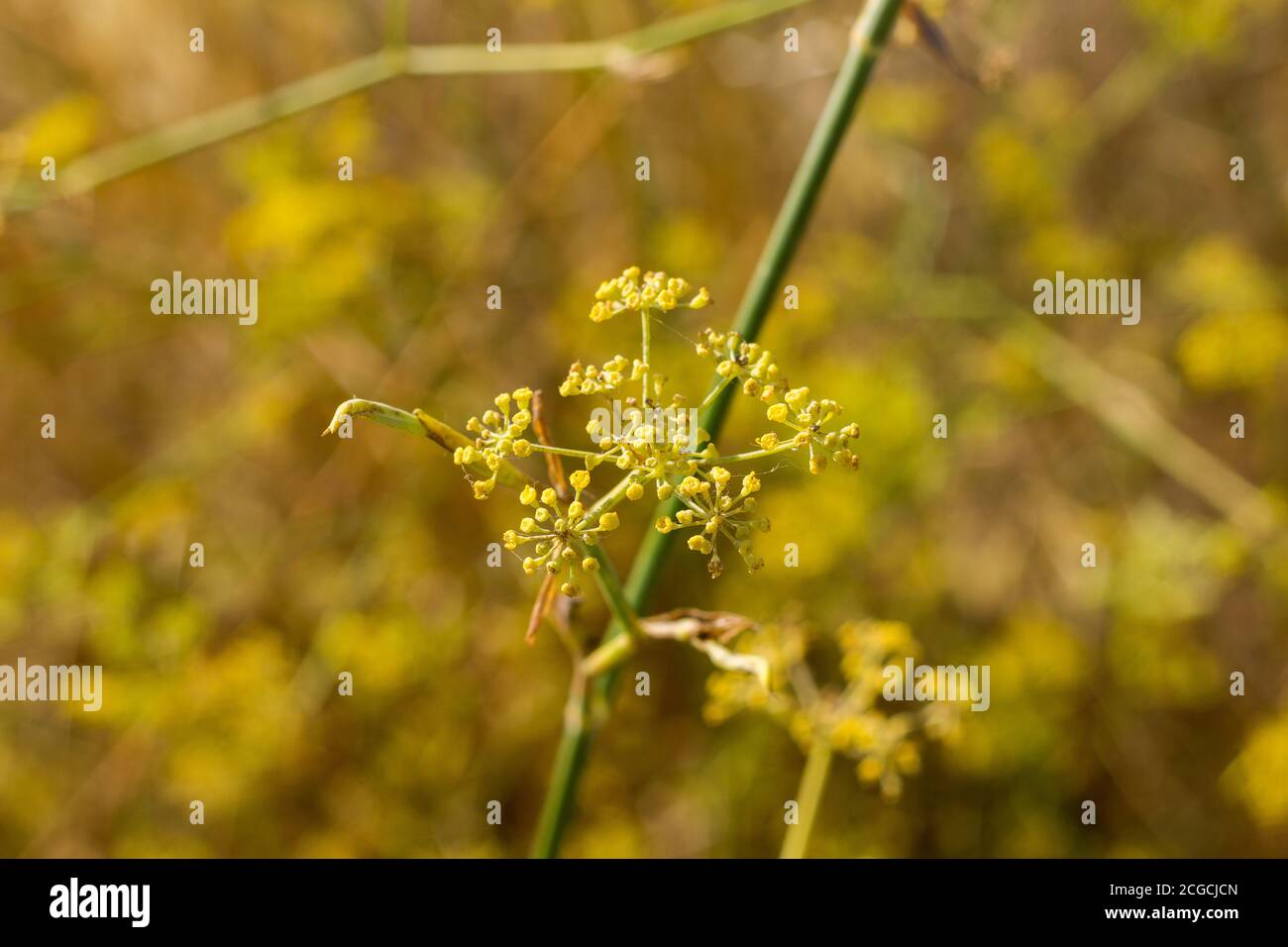 Wildpflanze Wilde Fenchel, lateinisch Foeniculum Vulgare genannt, kommt im Mittelmeer vor, aromatische Pflanze mit einem sehr intensiven Aroma. Stockfoto