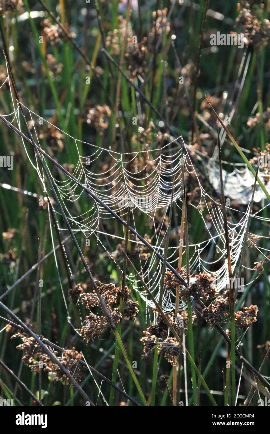 Morgentau auf Spinnweben in einem Feld Stockfoto