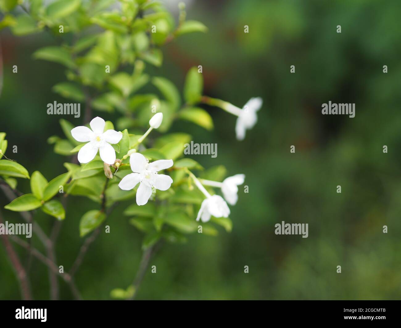 Gardenia, Rubiaceae kleine Stauden Blätter sind runde, ovale, spitze Blätter, einzelne Blüten aus der Spitze oder dem Ende des Astes. Blüten sind Fra Stockfoto