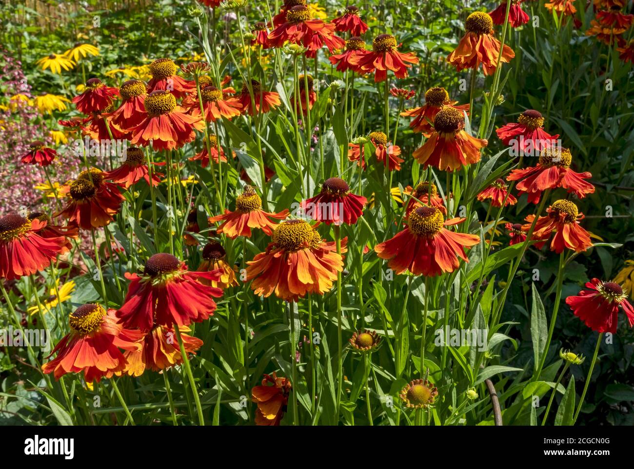 Nahaufnahme von orangefarbenen Niesen-helenium-Blüten im Sommergarten England GB Vereinigtes Königreich GB Großbritannien Stockfoto