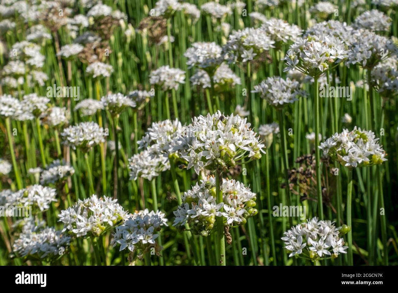 Nahaufnahme der weißen orientalischen Knoblauchblumen Schnittlauchpflanze, die in einer Gartengrenze wächst England Großbritannien Großbritannien Großbritannien Großbritannien Großbritannien Großbritannien Großbritannien Großbritannien Großbritannien Großbritannien Großbritannien Großbritannien Großbritannien Großbritannien Großbritannien Großbritannien Stockfoto