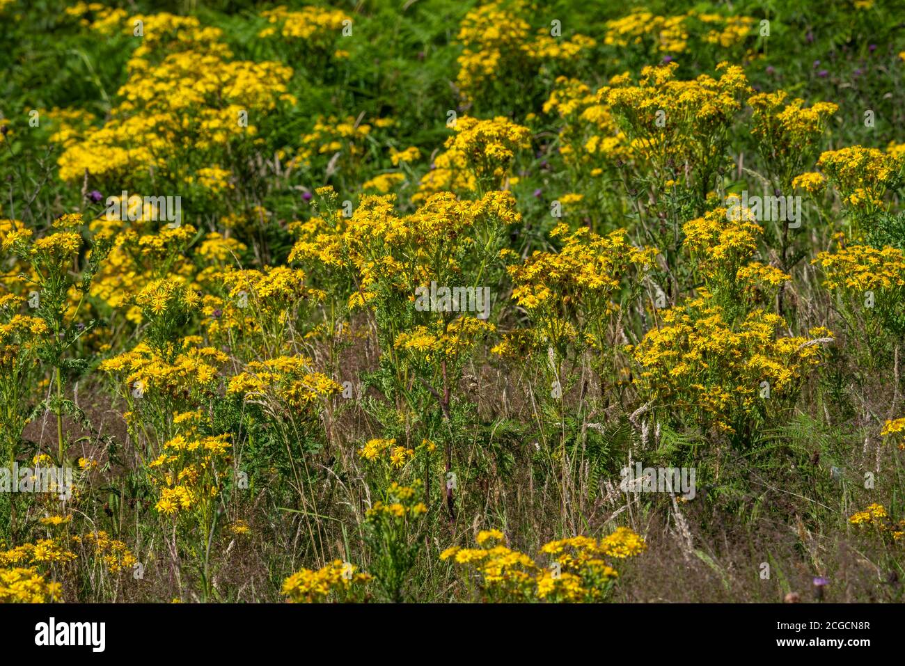 Gewöhnliches Ragwürz (jacobaea vulgaris) Eine gelbe Blume Unkraut Wildblume giftig für Pferde auch bekannt Als stinkende willie oder stechendes Ragwurz Stock Foto imag Stockfoto