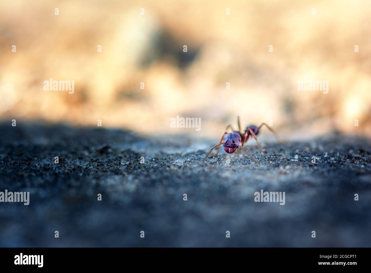 Frühling. Makroaufnahme einer Ameise in einem Garten Stockfoto