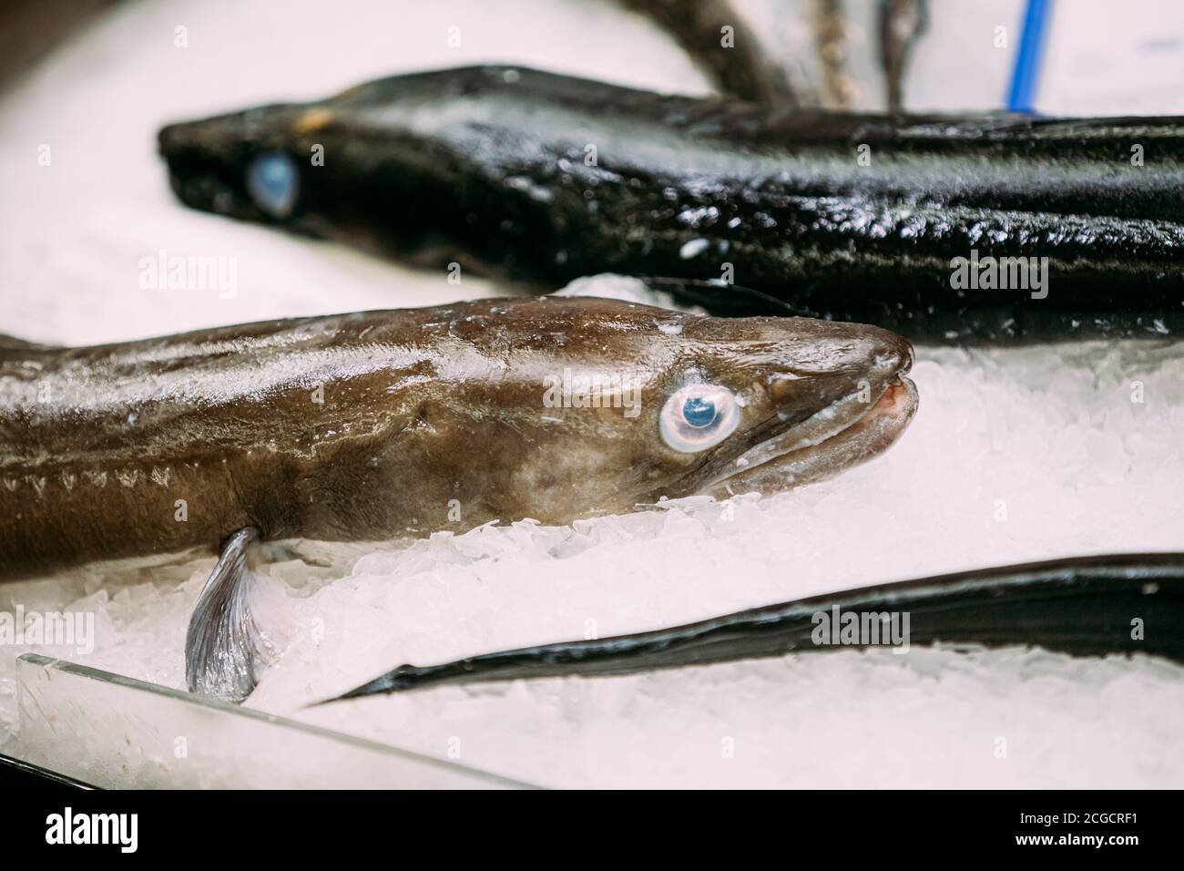 Roh Delicious Sea Conger Fish On Ice Im Market Store Kaufen Stockfoto