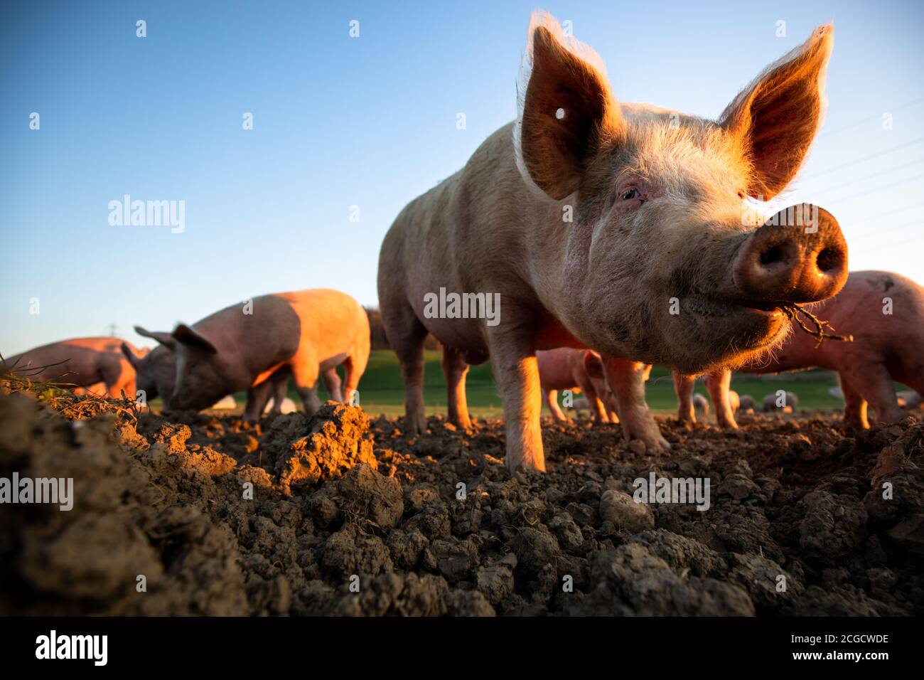 Schweine essen auf einer Wiese in einem organischen Fleisch Bauernhof - Weitwinkelobjektiv Schuß Stockfoto
