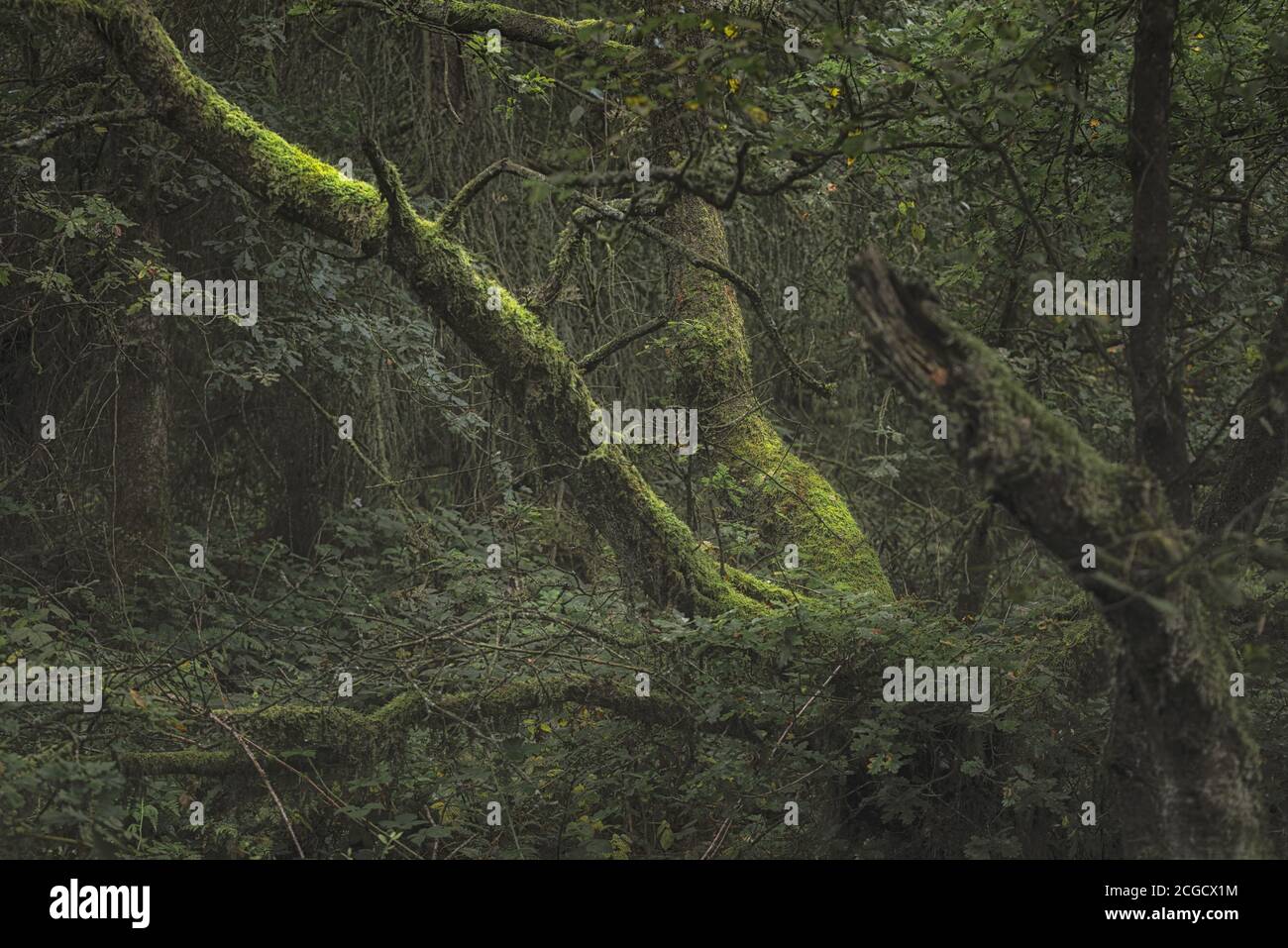 Swinholes Holz. Lebhaft grün launisch, ätherisch UK Wald Waldbäume, und Laub mit einer flachen Tiefe des Feldes. Stockfoto