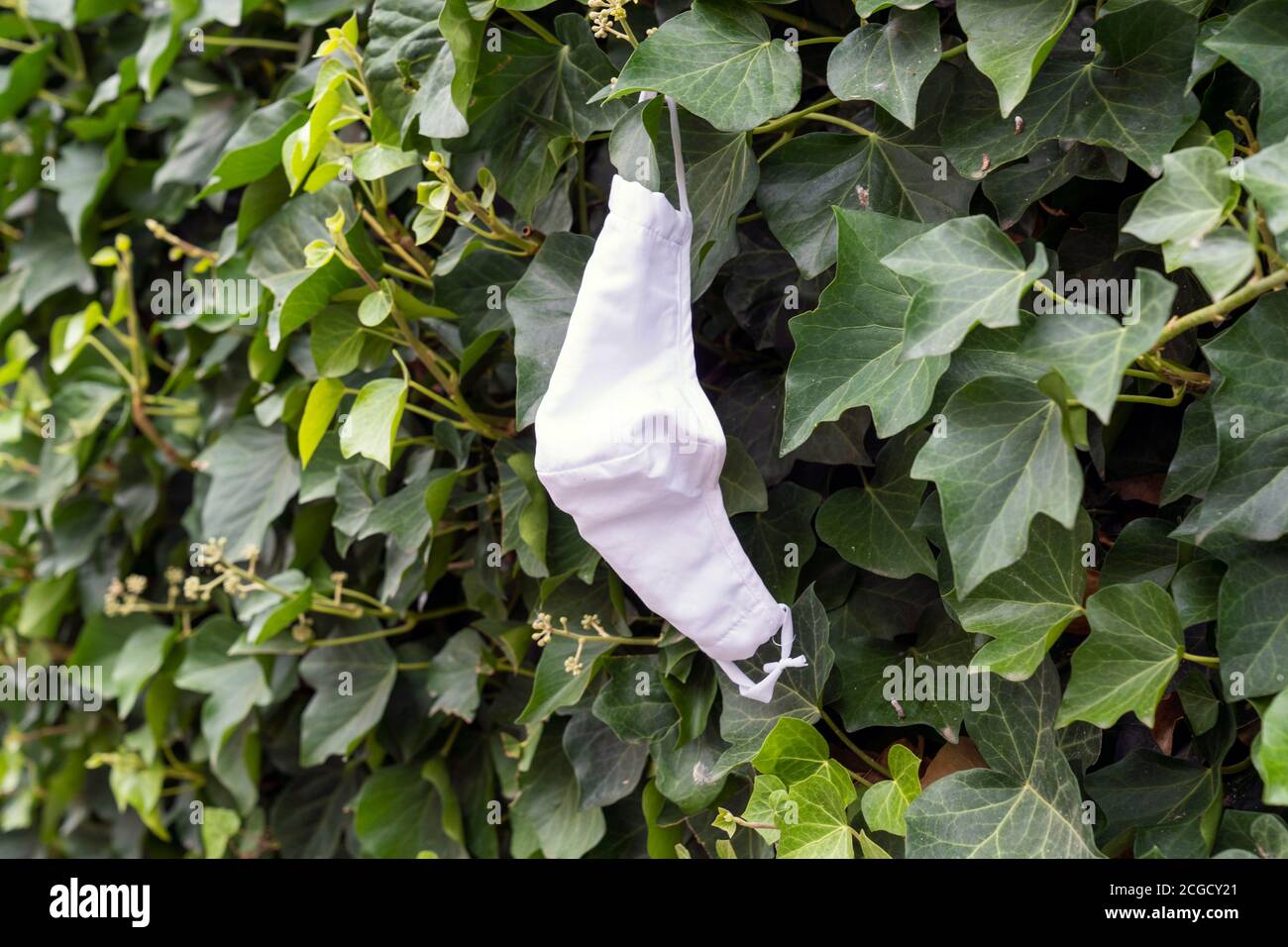 Eine gebrauchte und achtlos weggeworfene medizinische Gesichtsmaske, Mund- und Nasenbedeckung, hängt in einer Hecke aus Traubenblättern im Rheinland-pfälzischen Münstermaifeld Stockfoto