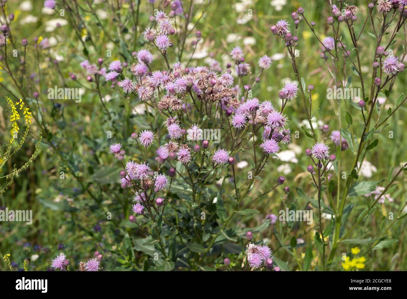 Säen Sie Distel rosa blühenden Strauch in einer natürlichen Umgebung, zwischen den Wildblumen. Stockfoto
