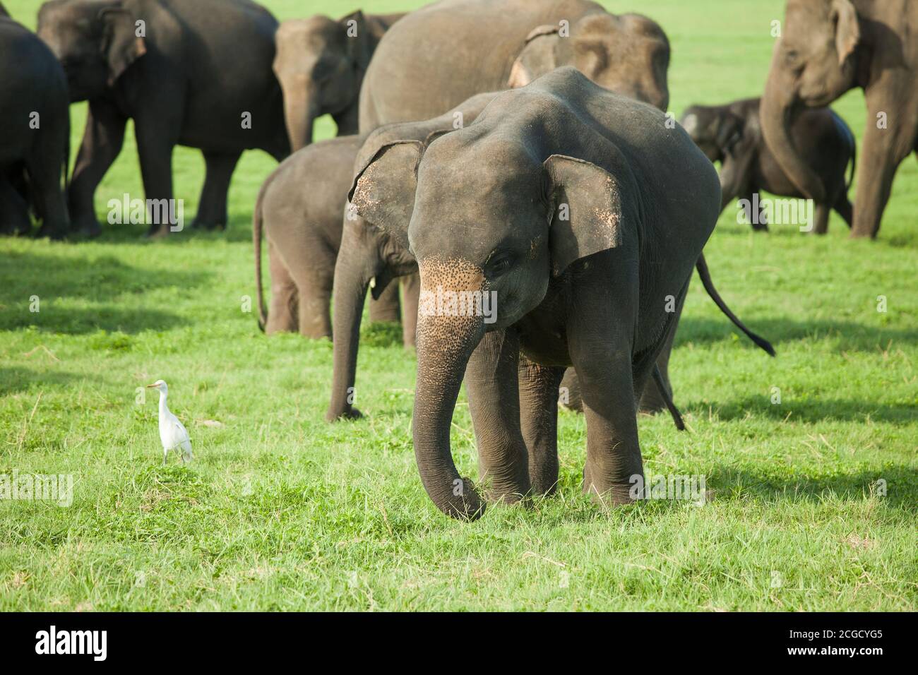 Ein junger Elefant in einer Herde von Sri Lanka Elefanten (die größte von vier Unterarten des asiatischen Elefanten) im Minniya Nationalpark, Sri Lanka Stockfoto