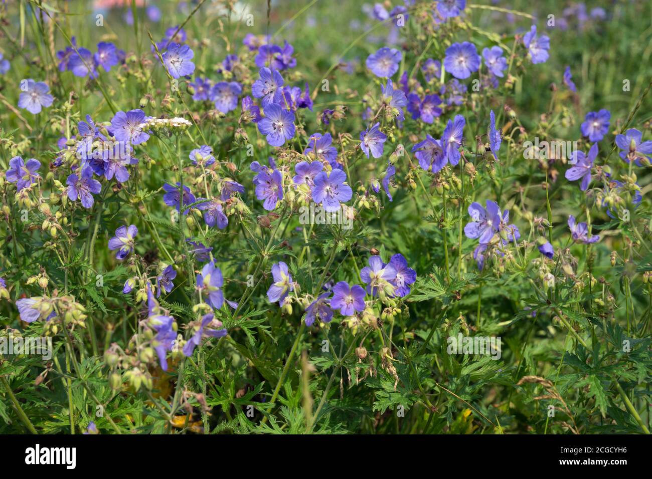 Viele Blumen von Wiesenschnabel {Geranium pratense} blühen auf einer grünen Wiese. Stockfoto