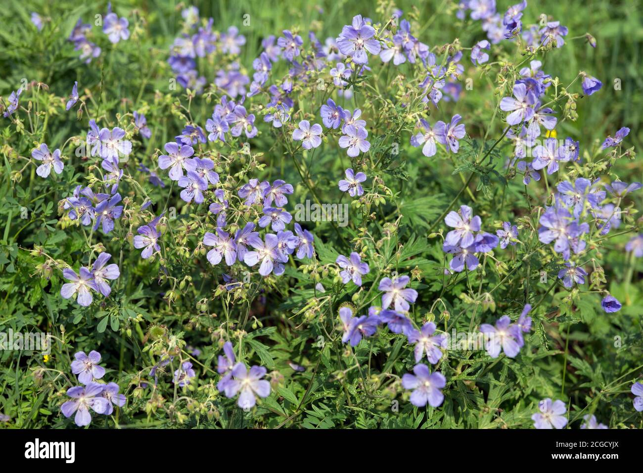 Viele blaue Blüten von Wiesenschnabel {Geranium pratense} blühen auf einer grünen Wiese. Stockfoto