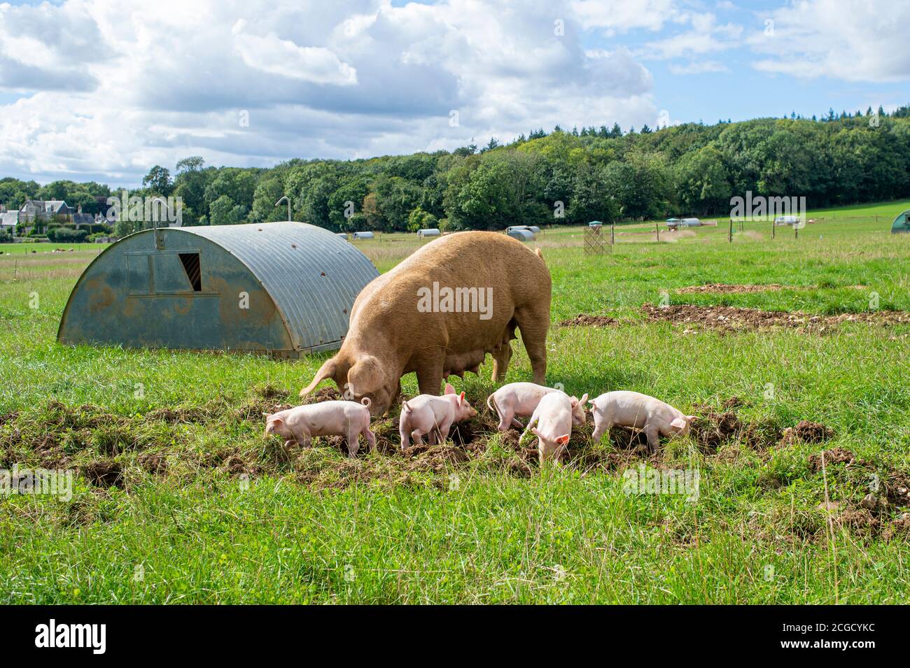 Sau und Baby Ferkel auf einem Feld Stockfoto