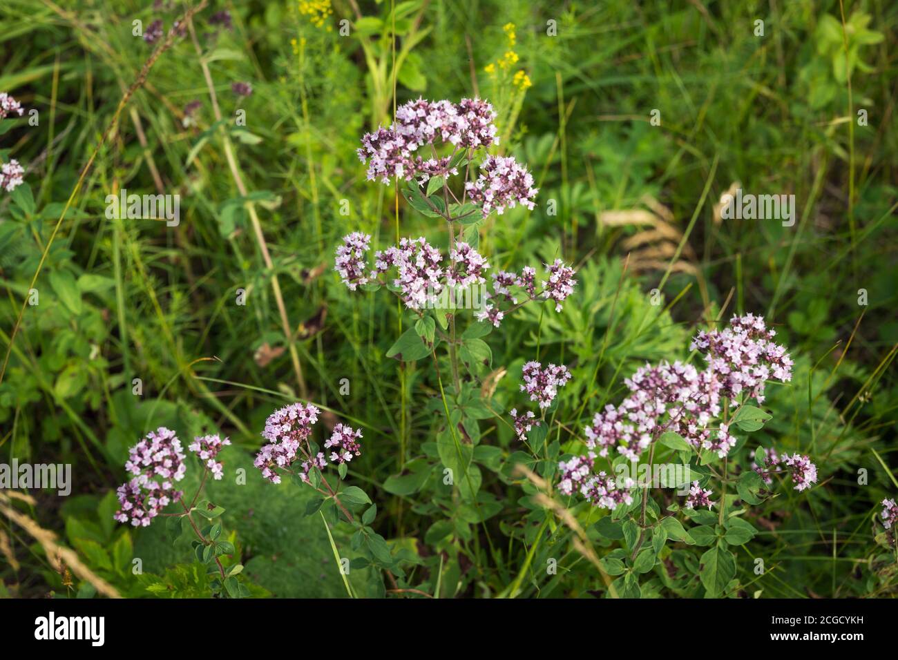 Heilpflanze common origanum (Origanum vulgare) wächst auf einer grünen Wiese im Sommerwald in der natürlichen Umgebung. Stockfoto