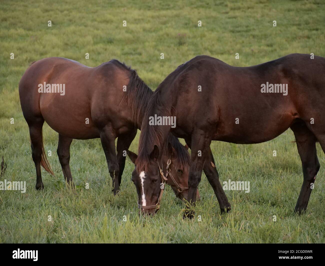 Georgetown KY Horses Stockfoto