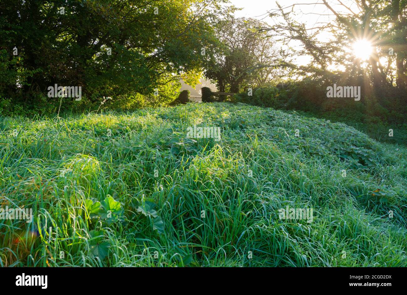 Langes Gras bedeckt mit Tau und Frost an einem eiskalten Herbstmorgen bei Sonnenaufgang auf dem Land im Süden Englands, Großbritannien. Stockfoto