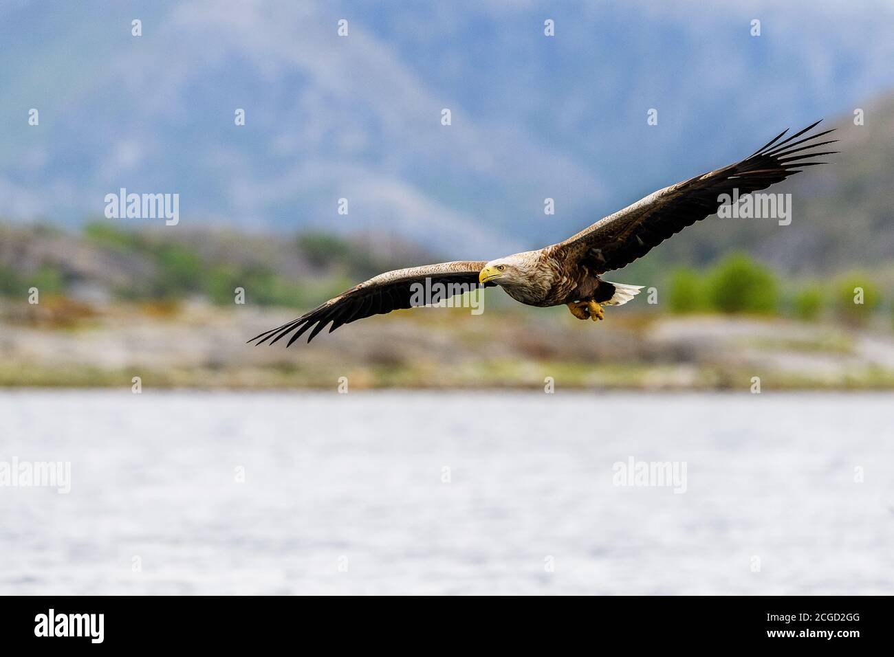 Seeadler in Flatanger, Norwegen Stockfoto