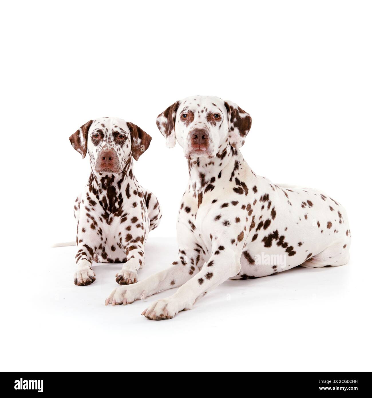 Zwei europäische Dalmatianer mit weißem Fell mit schwarzen und leberfarbenen Flecken, die auf weißem nahtlosem Hintergrund liegen Stockfoto