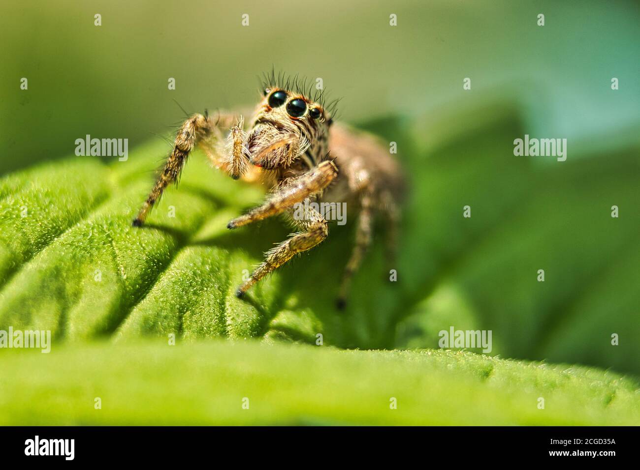 Spider schaut nach oben Stockfoto