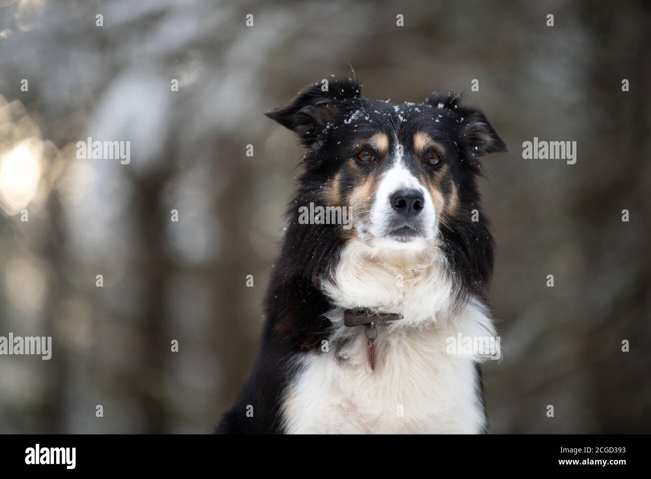 Border Collie Portrait im Winterschnee, hinterleuchtet Stockfoto
