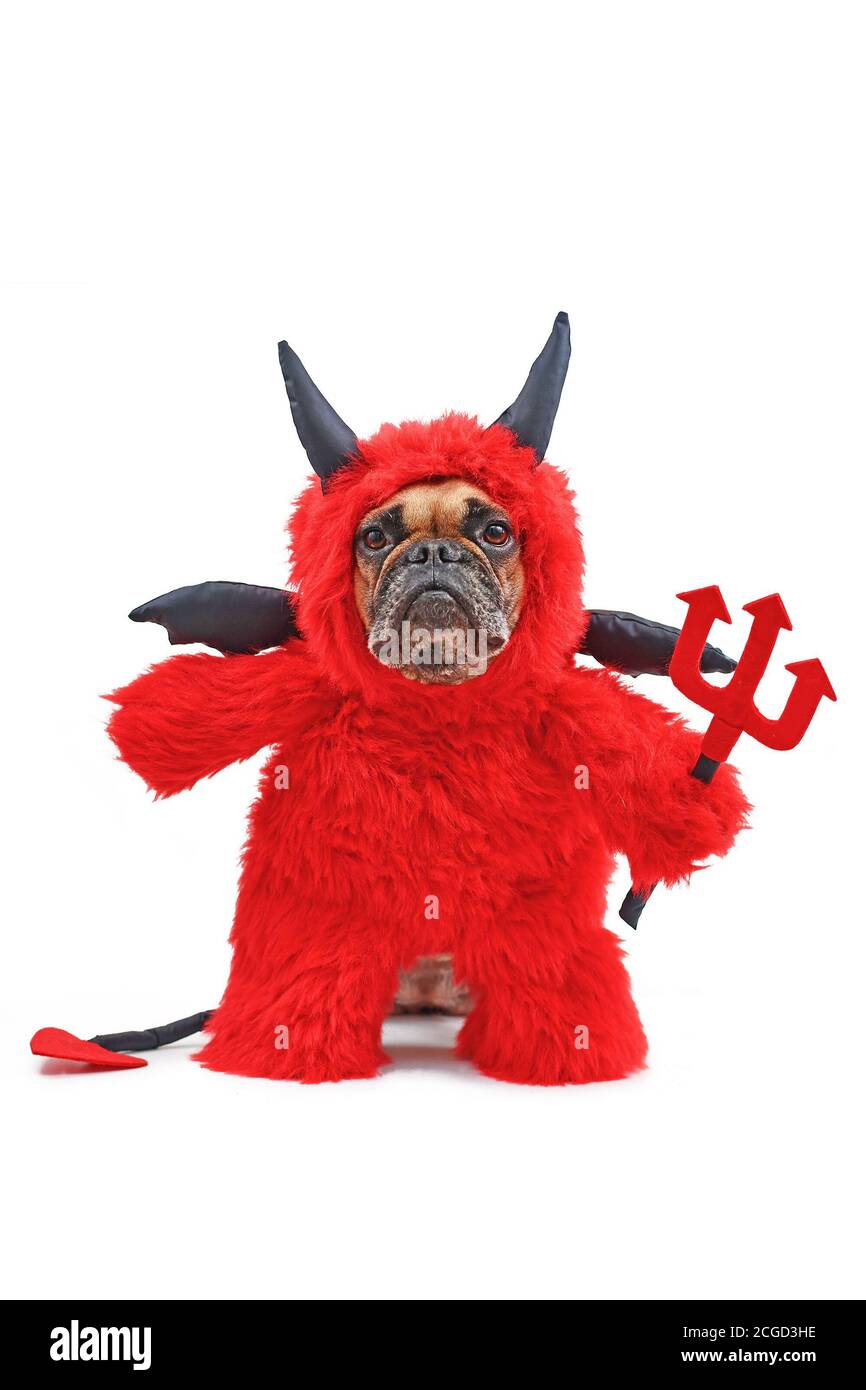 Lustiger französischer Bulldog Hund mit rotem Teufel Halloween Kostüm trägt  einen flauschigen Ganzkörperanzug mit gefälschten Armen hält Pitchfork, mit  Teufelsschwanz, Hörner und b Stockfotografie - Alamy