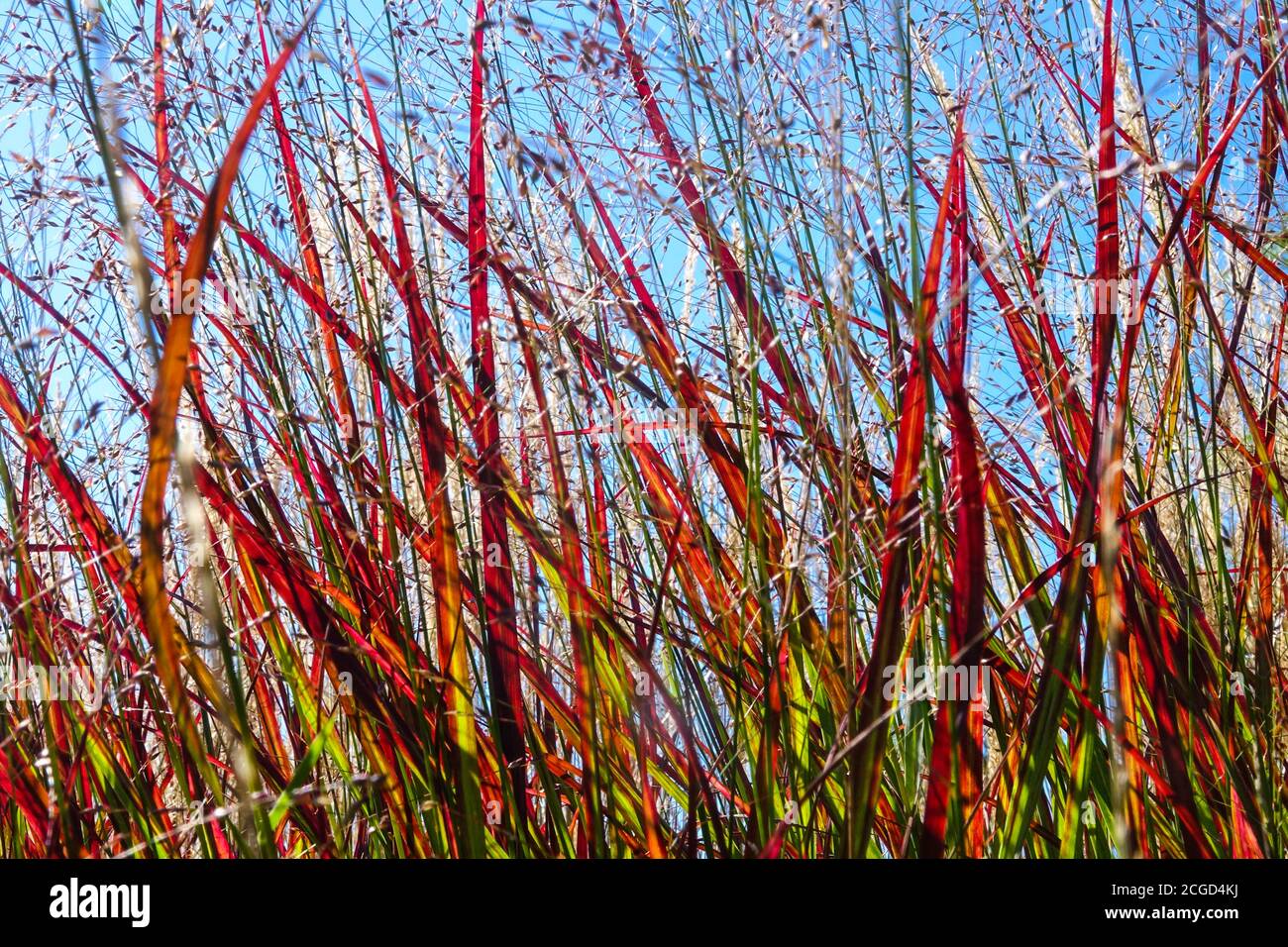Panicum ‘Shenandoah’, Red Switch Grass Stockfoto