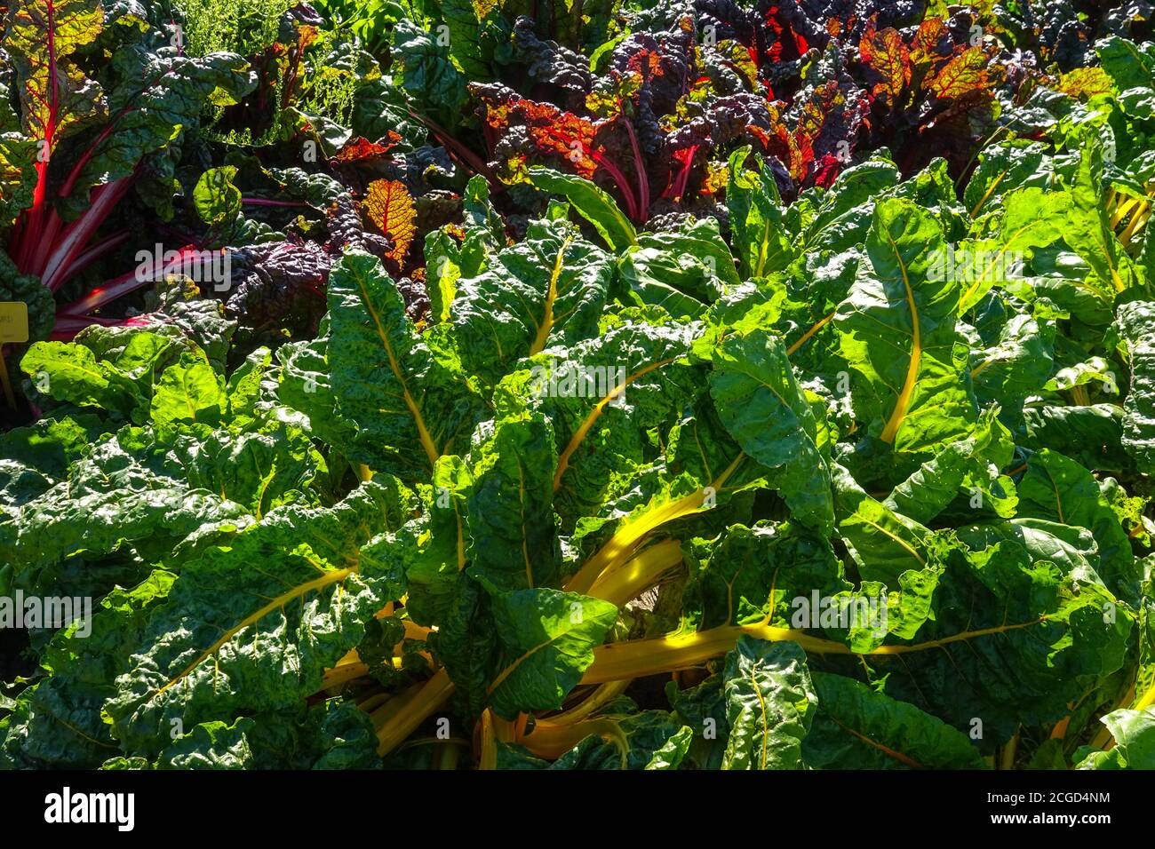 Gelbe mangold Rote Schweizer Chard Gemüsegarten produzieren Stockfoto