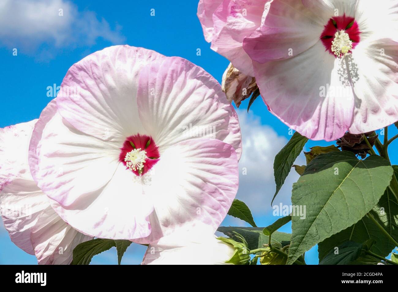 Weiß Hibiscus moscheutos Nippon Blush september blüht große Blüten Stockfoto