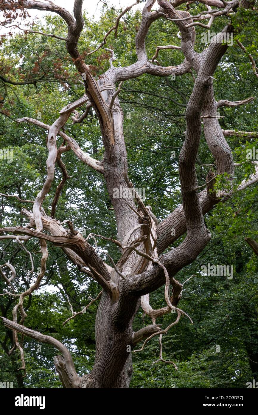 Knorrter und verdrehter alter, blattloser Baum in einem Wald von Worcestershire. Stockfoto