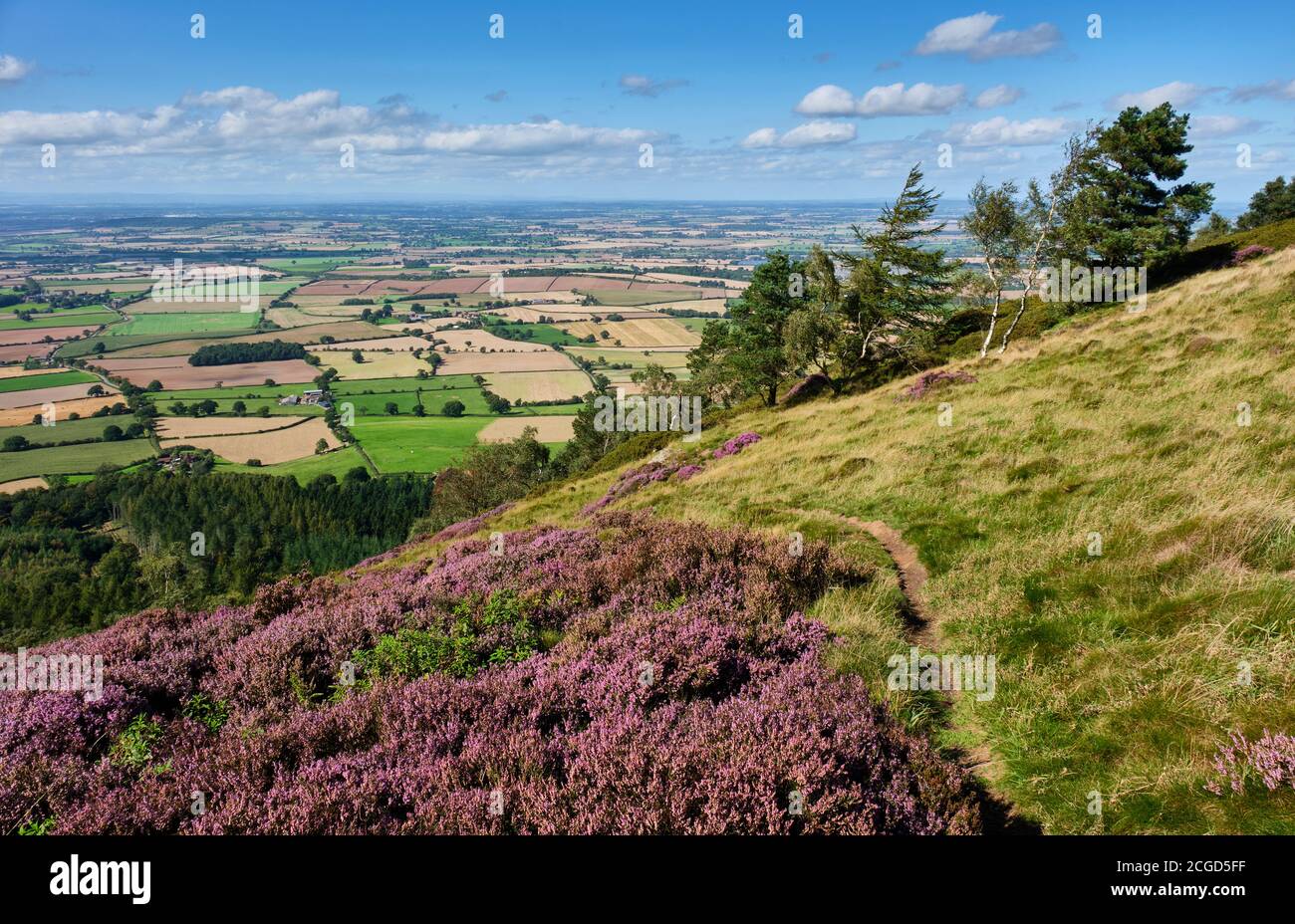 Heather in Blüte auf dem Wrekin, Shropshire Stockfoto