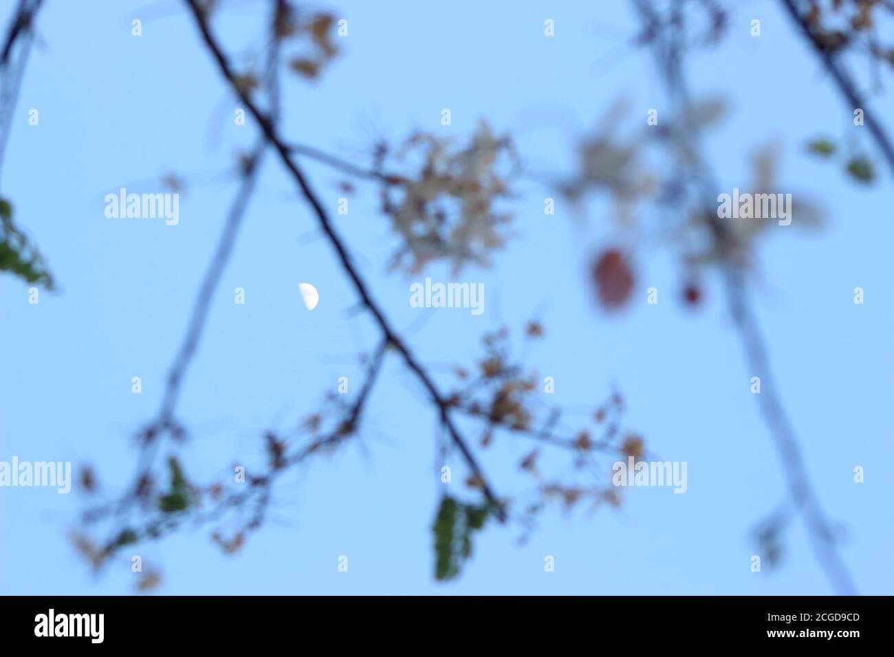 Der Himmel, wo die Entfernung Halbmond ist deutlich sichtbar. Es gibt Bäume, Blätter und rosa Blumen als der Vordergrund verschwimmen. Stockfoto