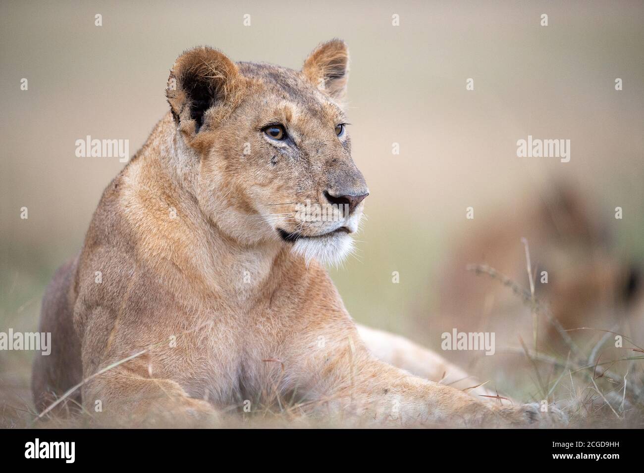 Löwin (Panthera Leo) in Ruhe, Masai Mara, Kenia Stockfoto