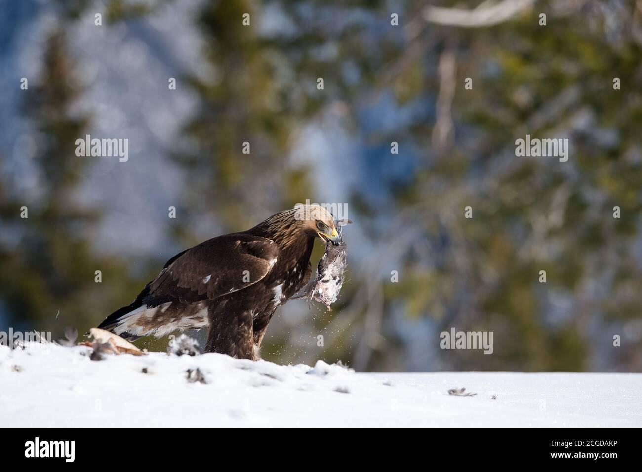 Nordischer Steinadler (Aquila chrysaetos), der sich am westlichen Auerhahn ernährt, tötet am Boden in Tokke, Telemark, Norwegen Stockfoto