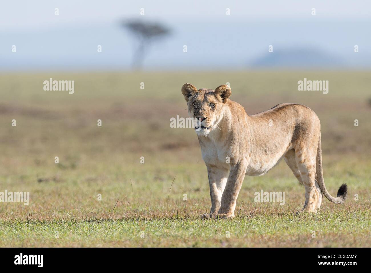 Afrikanischer Löwe in der Landschaft, Masai Mara, Kenia Stockfoto