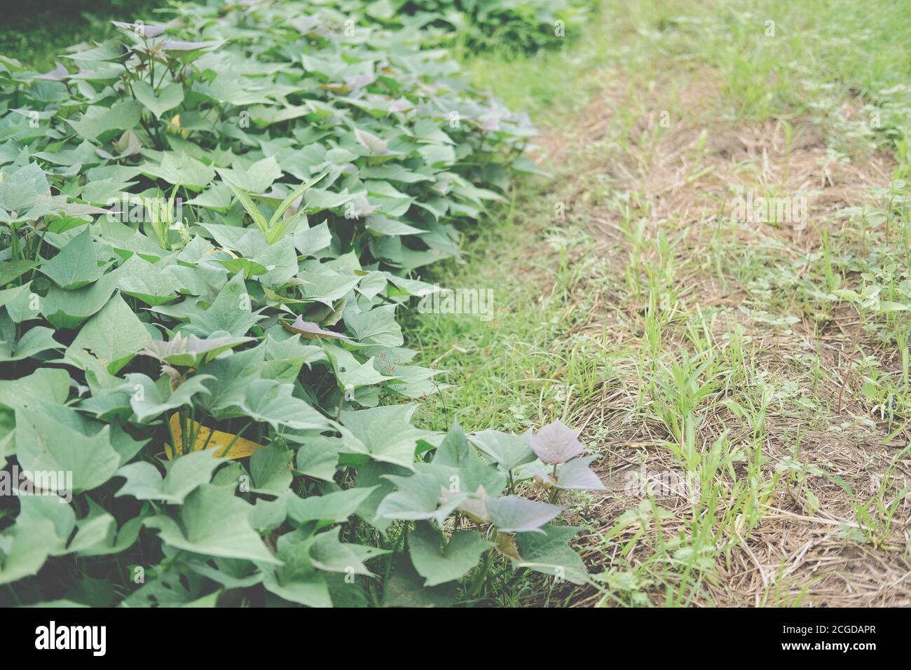 Wachsende Süßkartoffelpflanze in Gartenfarm Stockfoto