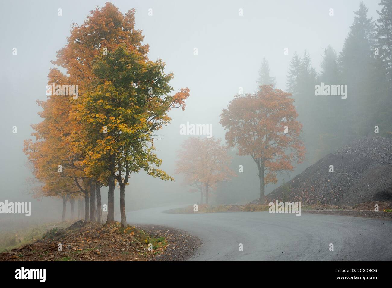 Bäume im Nebel auf der Straßenseite. Nebeliges Herbstwetter. Bewölktes Himmel. Herbstsaison Stockfoto