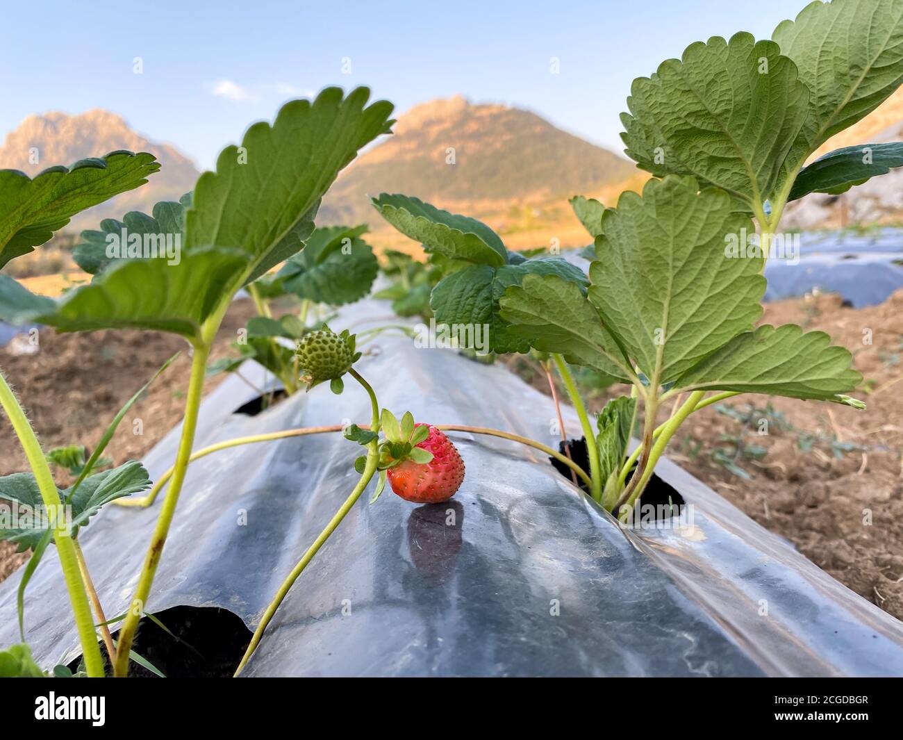 Erdbeerpflanzen werden in Reihen mit schwarzem Kunststoff gepflanzt, der sie schützt. Tropfbewässerung für Erdbeeren. Stockfoto