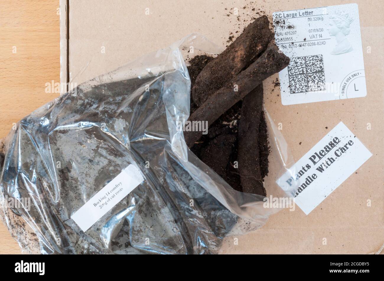 Bocking 14 Comfrey Wurzel per Post für die Pflanzung als grüne Gülle verkauft. Die Pflanze ist steril und kann nur aus Wurzelstecklingen vermehrt werden. Stockfoto