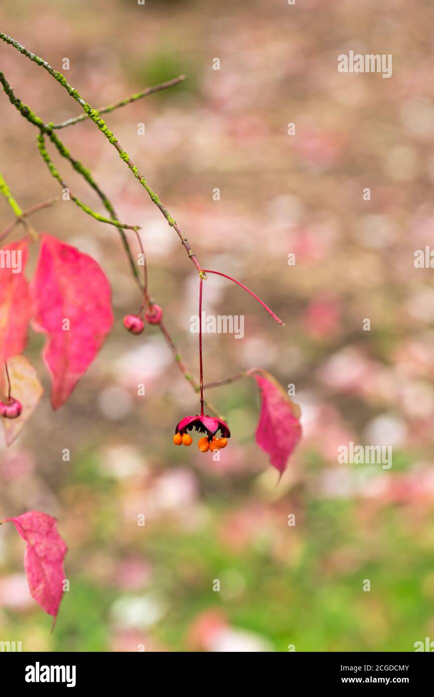 Nahaufnahme der roten rosa Blätter und Früchte des Euonymus oxyphyllus - koreanischer Spindelbaum. England, Großbritannien Stockfoto