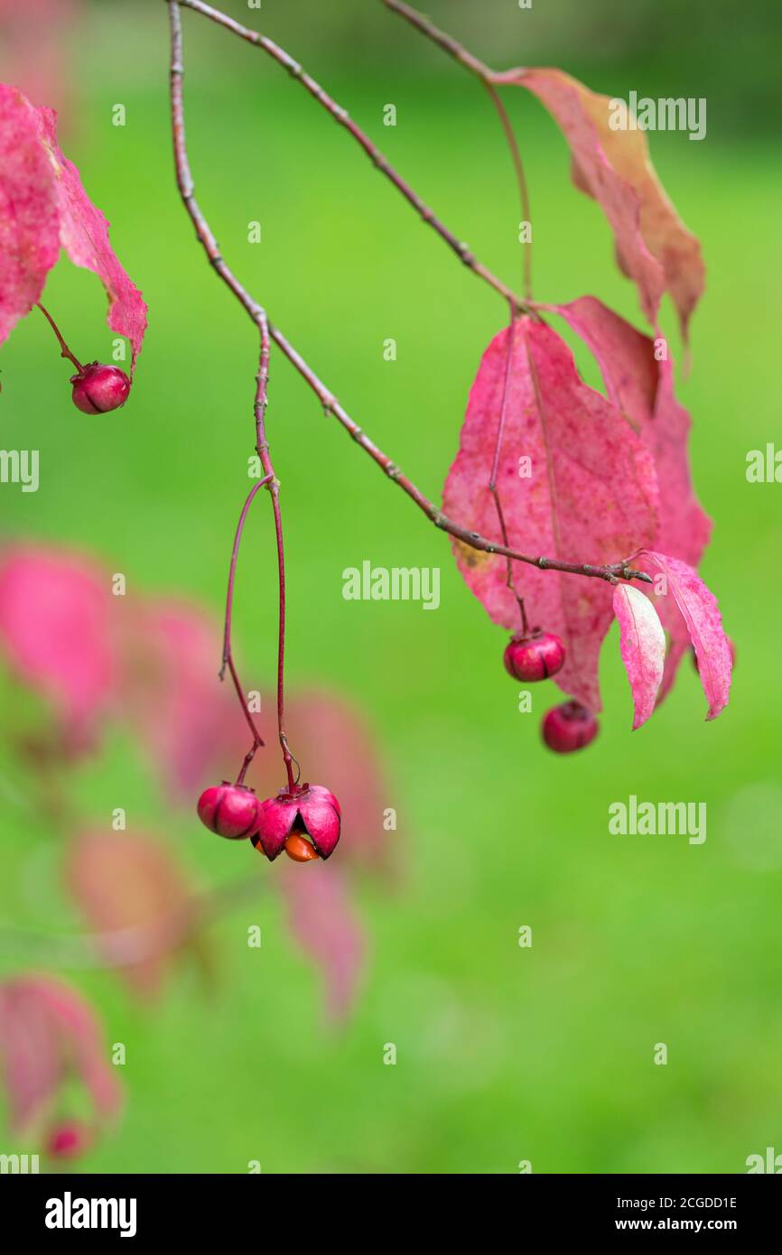 Nahaufnahme der roten rosa Blätter und Früchte des Euonymus oxyphyllus - koreanischer Spindelbaum. England, Großbritannien Stockfoto