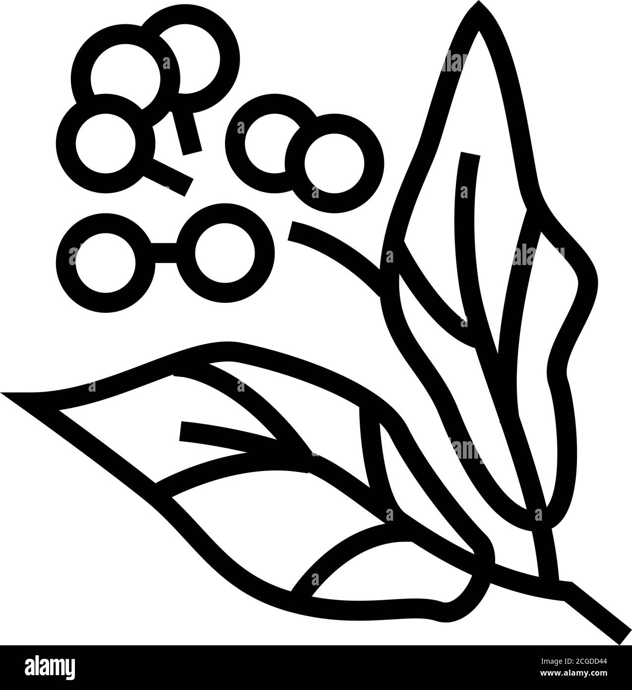 Kampfer Aromatherapie Linie Symbol Vektor isolierte Illustration Stock Vektor