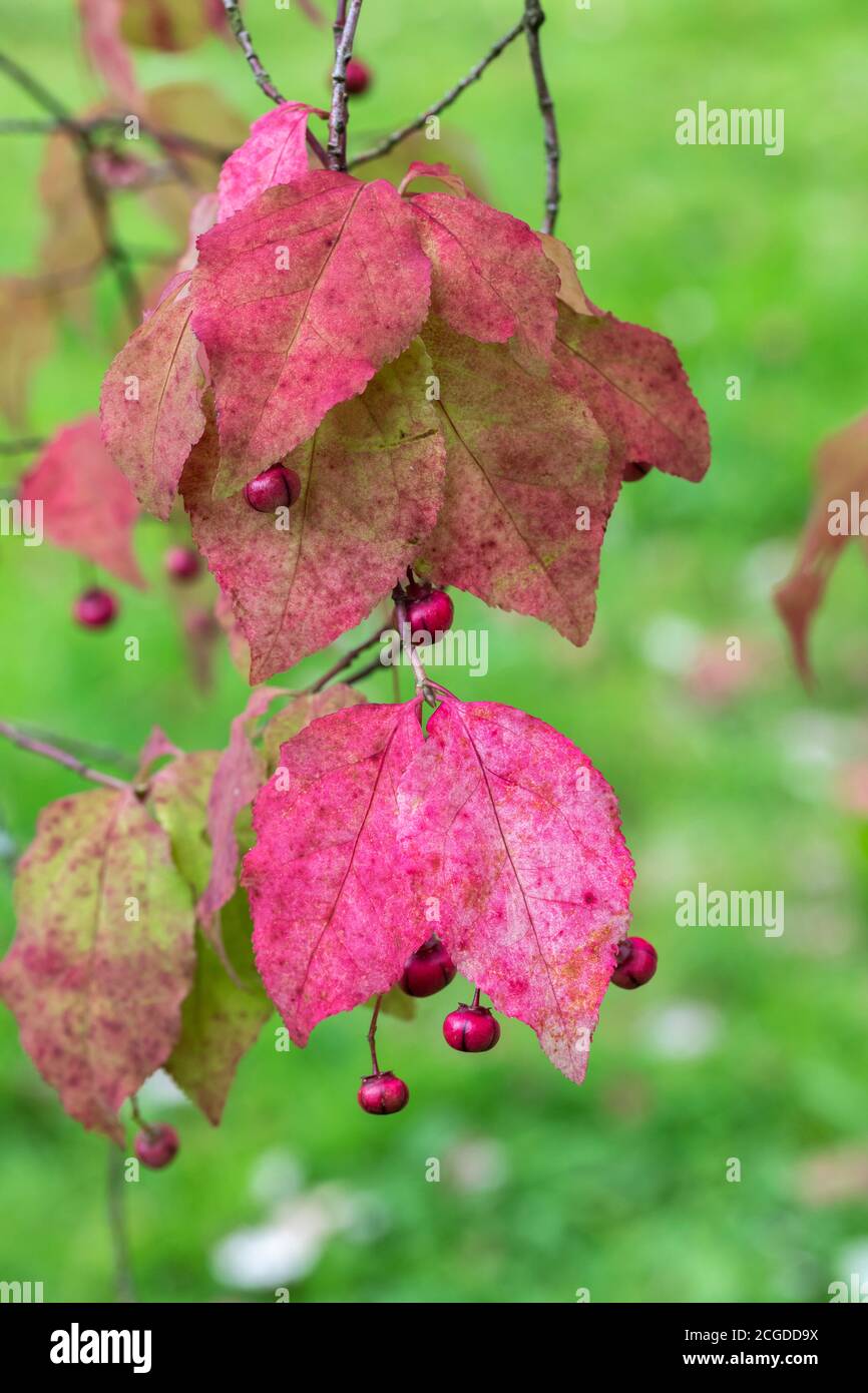 Nahaufnahme der roten rosa Blätter und Früchte des Euonymus oxyphyllus - koreanischer Spindelbaum. England, Großbritannien Stockfoto