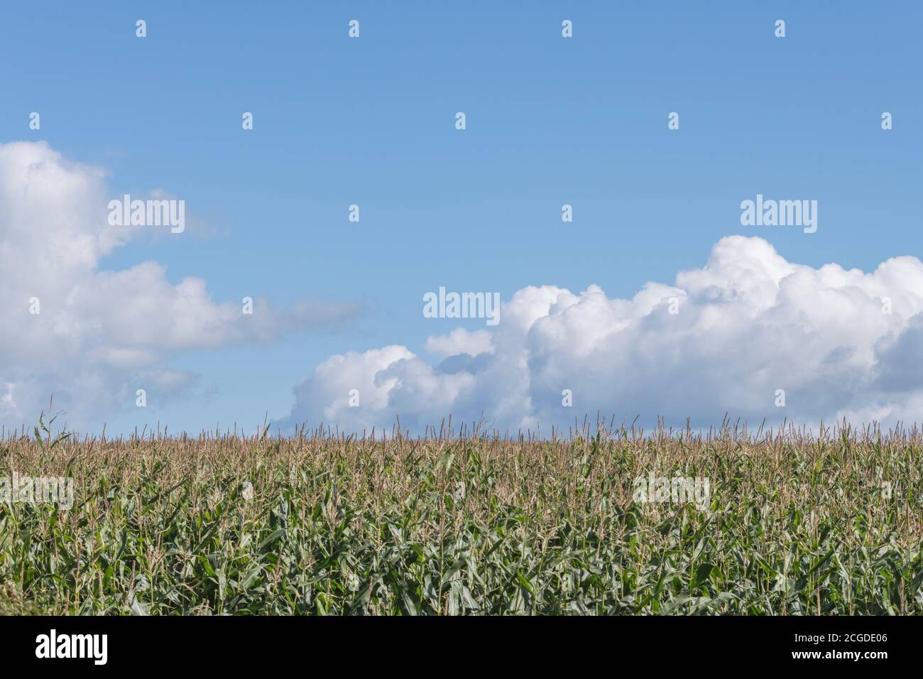 Mais / Sweetcorn / Zea mays Ernte wächst in Cornwall Feld mit blauen Sommerhimmel. Anbau von Mais in Großbritannien (als Tierfutter), Feld der Träume. Stockfoto