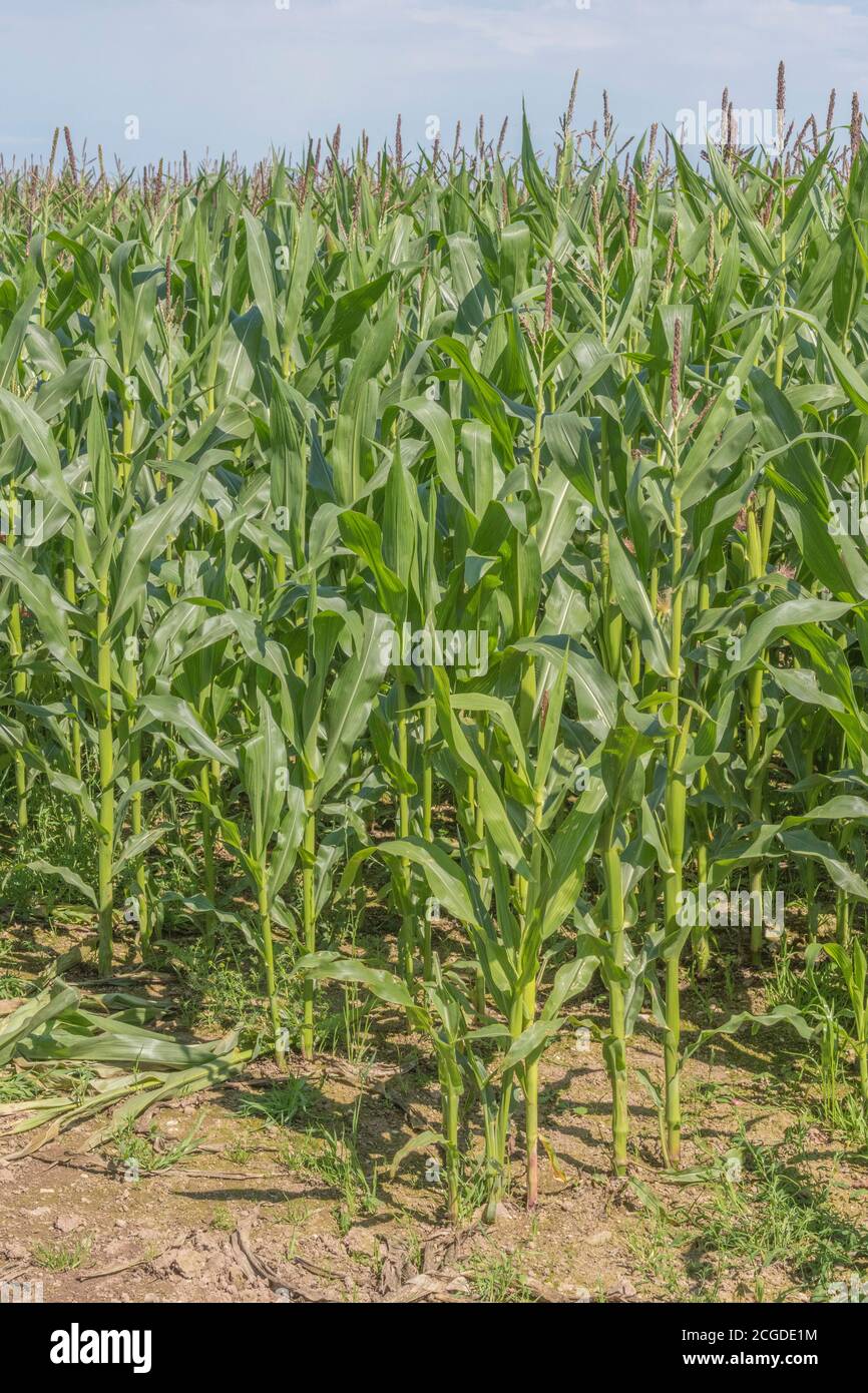 Mais / Sweetcorn / Zea mays Ernte wächst in Cornwall Feld mit blauen Sommerhimmel. Anbau von Mais in Großbritannien (als Tierfutter), Feld der Träume. Stockfoto