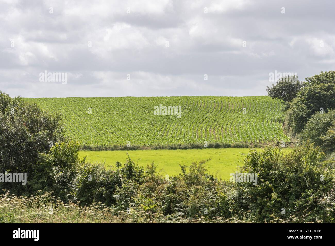 Langer Schuss von entfernten Feld von Kartoffeln geschält gegen launisch dunklen Himmel gesetzt. Für UK Spud Growers, Kartoffelproduktion UK, UK Landwirtschaft und Landwirtschaft, Stockfoto