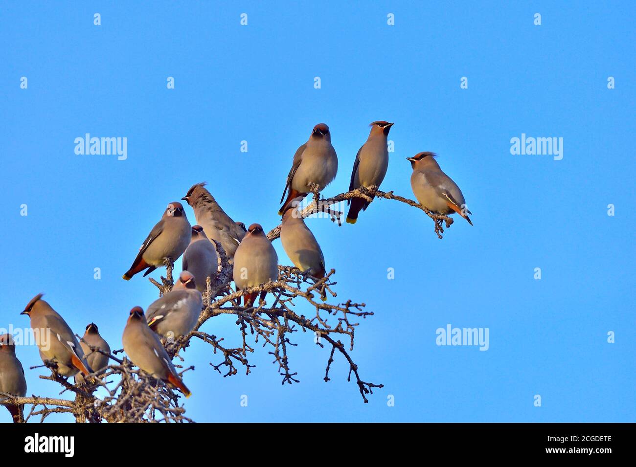 Ein Schwarm böhmischer Wachsflügelvögel, die auf einem Toten landen Baum vor einem blauen Himmel Hintergrund Stockfoto