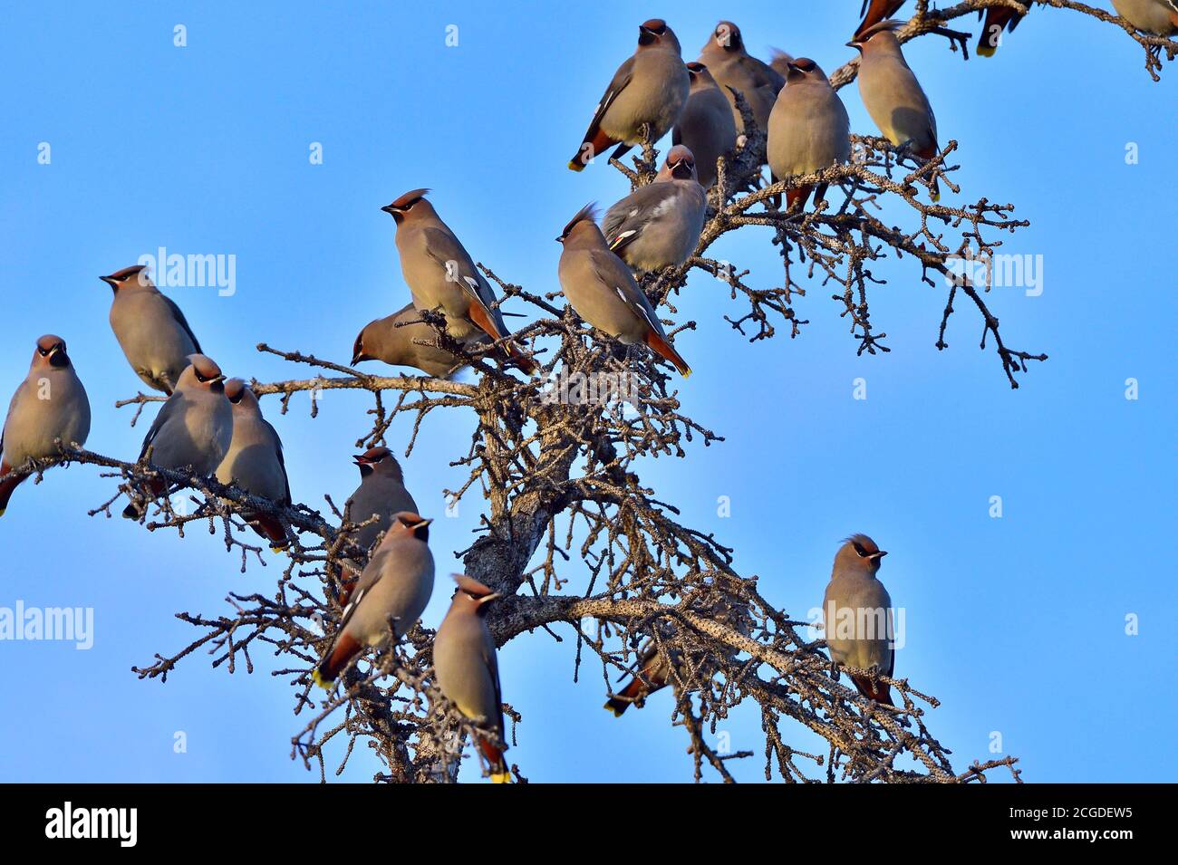Ein Schwarm böhmischer Wachsflügelvögel thront auf einem Toten Baum vor einem blauen Himmel Hintergrund Stockfoto