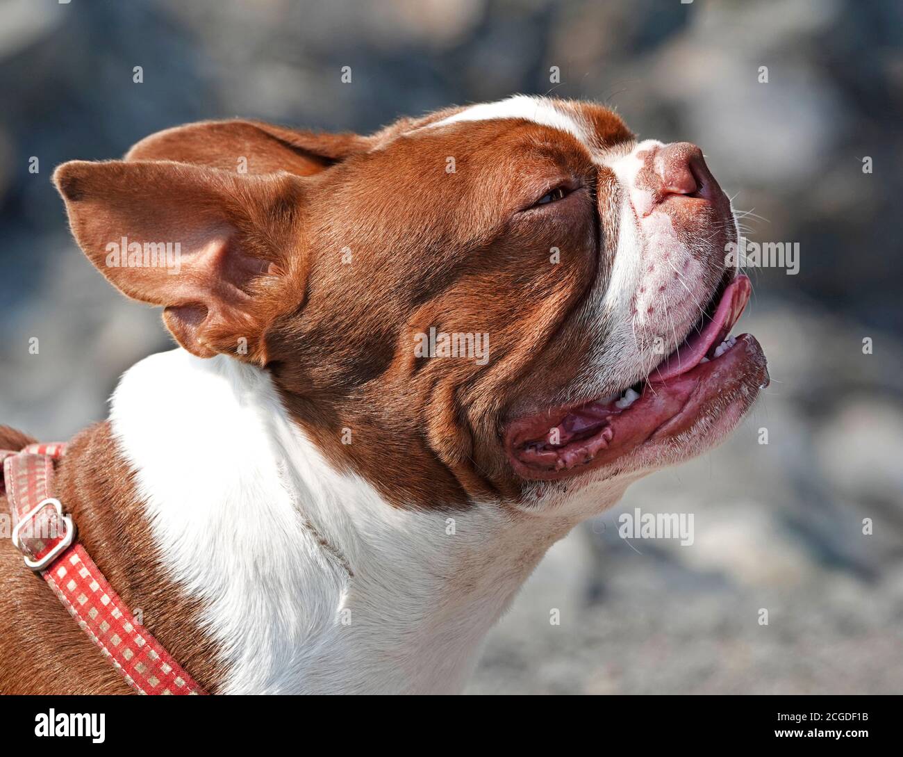 Ein junger Boston Terrier Hund nimmt einen doggy Leckerbissen von seinem Meister auf einem doggy Training Spaziergang im Zentrum von Oregon. Stockfoto